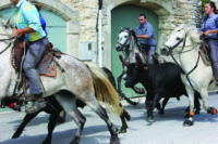 Running Wild in Camargue